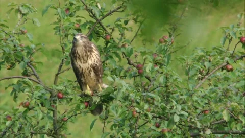 Common buzzard sitting in apple tree among ripe apples Stock Footage 312202892