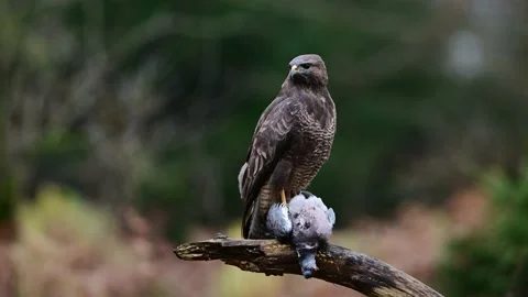 Common buzzard sitting with a dead wood pigeon on dead wood and watch Stock Footage 202306700