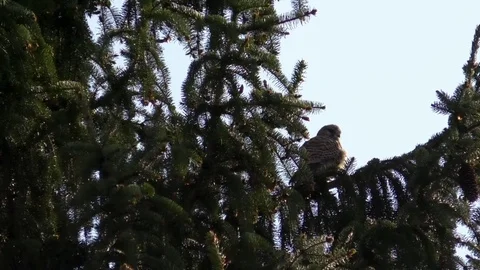 Common buzzard sitting on a fir tree Stock Footage 76763723