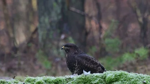 Common buzzard sitting on the forest meadow and look Stock Footage 104601884