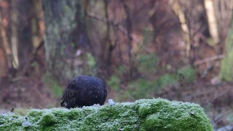 Common buzzard sitting on the forest meadow and eat Stock Footage 104602696
