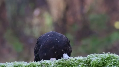 Common buzzard sitting on the forest meadow and eat a woodpigeon Stock Footage 104602825