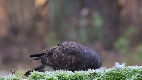 Common buzzard sitting on the forest meadow and eat a woodpigeon Stock Footage 104603008