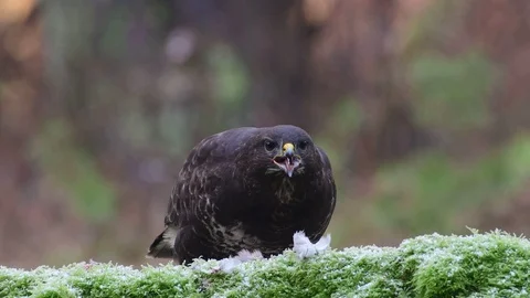 Common buzzard sitting on the forest meadow and eat a woodpigeon Stock Footage 104603043