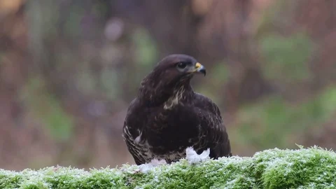 Common buzzard sitting on the forest meadow and look Stock Footage 104603293
