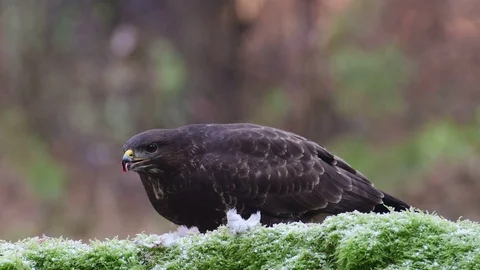 Common buzzard sitting on the forest meadow and eat a woodpigeon Stock Footage 104603510