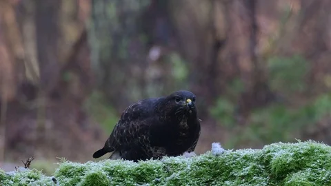 Common buzzard sitting on the forest meadow and eat a woodpigeon Stock Footage 104700075