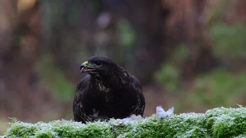 Common buzzard sitting on the forest meadow and eat a woodpigeon Stock Footage 104700295