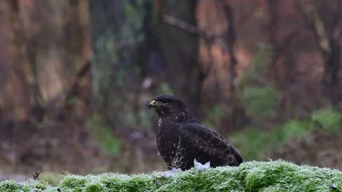Common buzzard sitting on the forest meadow and look Stock Footage 104700406