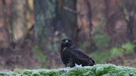Common buzzard sitting on the forest meadow and pluck a woodpigeon Stock Footage 104700410