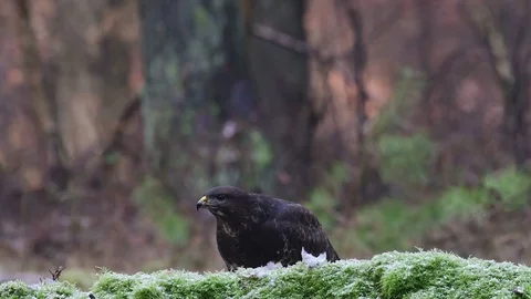 Common buzzard sitting on the forest meadow and pluck a woodpigeon Stock Footage 104700635