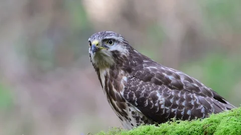 Common buzzard sitting on the forest meadow and look Stock Footage 104701027
