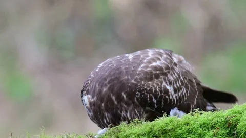Common buzzard sitting on the forest meadow and pluck a woodpigeon Stock Footage 104702002