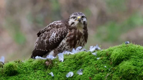 Common buzzard sitting on the forest meadow and eat a woodpigeon Stock Footage 104702119