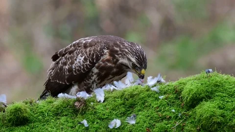 Common buzzard sitting on the forest meadow and meat from a woodpigeon Stock Footage 104702273