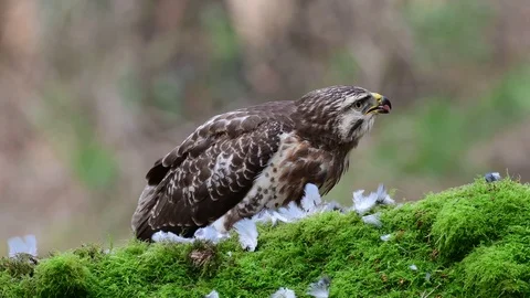 Common buzzard sitting on the forest meadow and eat a woodpigeon Stock Footage 104702526