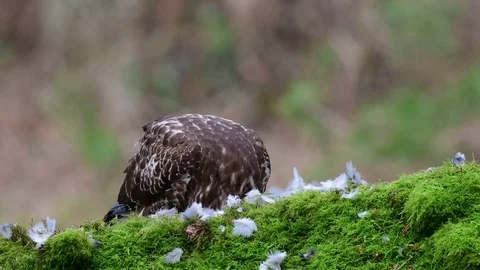 Common buzzard sitting on the forest meadow and pluck a woodpigeon Stock Footage 104702557