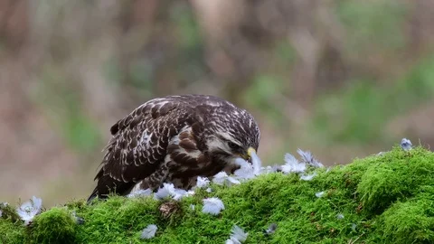 Common buzzard sitting on the forest meadow and pluck a woodpigeon Video stock 104703699