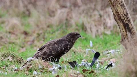 Common buzzard sitting in a forest meadow and pluck a dead wood pigeon Stock Footage 206068096