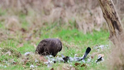 Common buzzard sitting in a forest meadow and pluck a dead wood pigeon Stock Footage 206068476