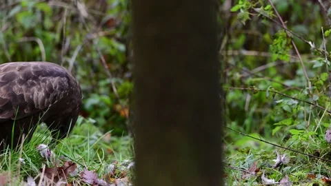 Common buzzard sitting in a forest meadow eating a dead wood pigeon Stock Footage 231986648