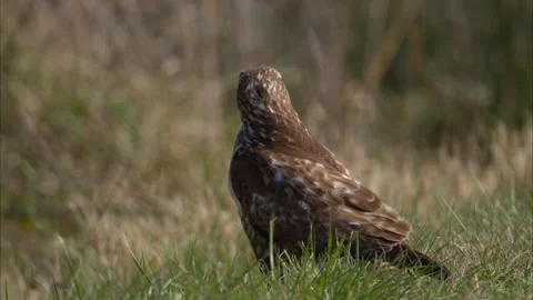 A Common Buzzard sitting on the ground Stock Footage 243270168