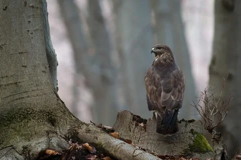 Common buzzard sitting on stump in forest in autumn Stock Photos