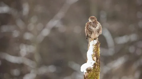 Common buzzard sitting on stump in wintertime nature Stock Photos