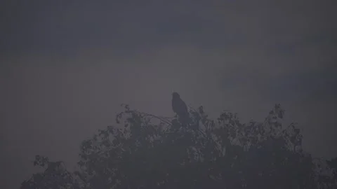 Common buzzard sitting in tree in fog early morning before sunrise Stock Footage 252975170