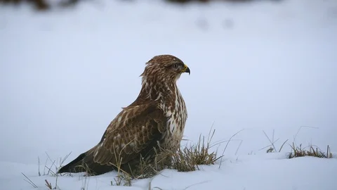 Common buzzard on the snow Stock Footage 101260943