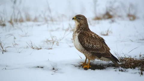 Common buzzard on the snow Stock Footage 101261035