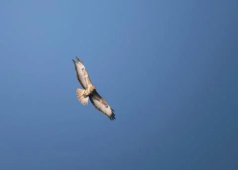 Common buzzard soaring in the blue sky with wings spread wide. Majestic bird  Stock Photos