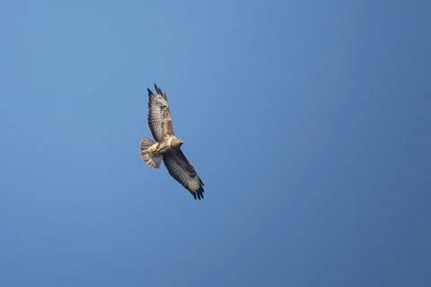 Common buzzard soaring in the blue sky with wings spread wide. Majestic bird  Stock Photos