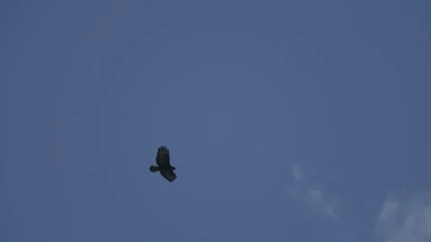 Common buzzard soaring in clear blue sky with wings spread, bird of prey in Stock Footage 332218854