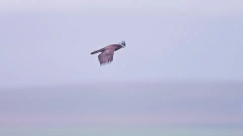 Common Buzzard Soaring Over Mountain Landscape at Autumn Evening Light - Fl.. Stock Footage 341603578