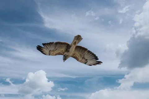 Common Buzzard Soaring In The Sky Stock Photos