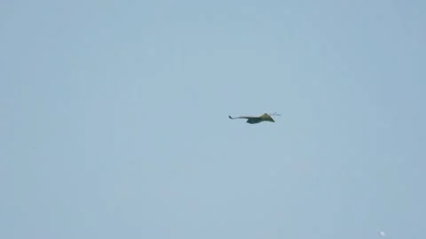 Common buzzard soaring in sky slow motion bird of prey flight Stock Footage 334797155
