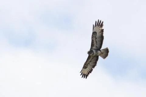 Common Buzzard soaring, underwing view Stock Photos