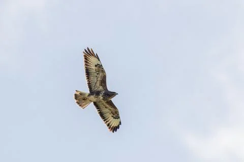 Common Buzzard soaring with wings outstretched over Dublin Stock Photos