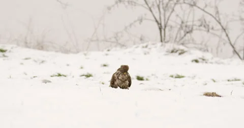 A common buzzard standing alone on snow covered ground during snowfall Stock Footage 266153462