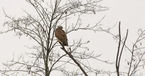A common buzzard standing of a bare three branch during snowfall in windy day Video stock 266152757