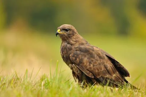 Common Buzzard standing on field with green yellow grass Stock Photos