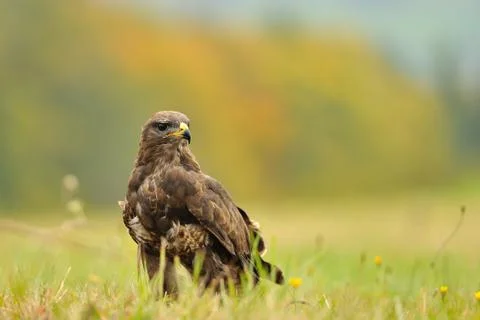 Common Buzzard standing on field with green yellow grass Stock Photos