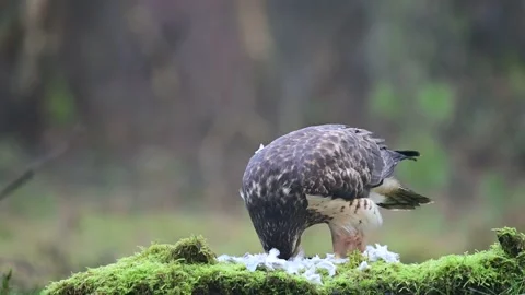 Common buzzard standing on the forest meadow and pluck a woodpigeon Stock Footage 138883501