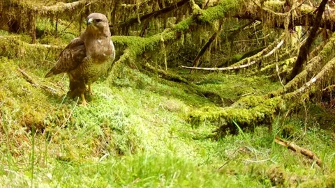 Common Buzzard standing on the mossy grass before trotting off to the left. Skye Stock Footage 248158974