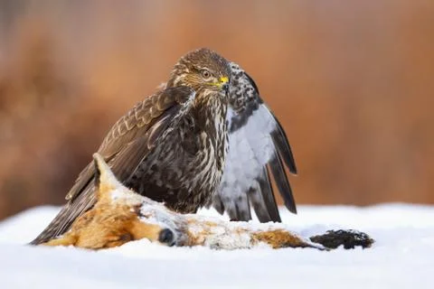 Common buzzard standing next to dead fox on snow in winter Stock Photos