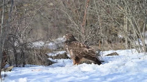 Common Buzzard Standing on Snow in Forest, Then Taking Off. Slow Motion. Buteo b Stock-Footage 313243007