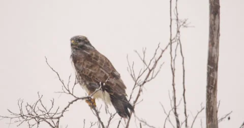 Common buzzard standing on thin bare tree branch during snowstorm Stock Footage 266151936