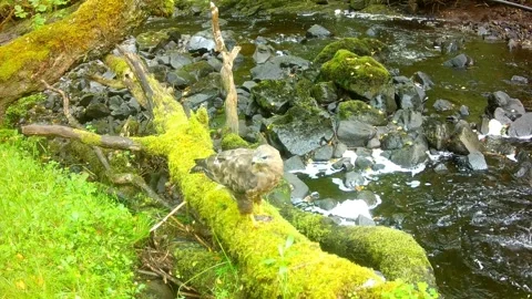 Common Buzzard Stripping and Feeding on Frog, Isle of Skye 스톡 동영상 341252993