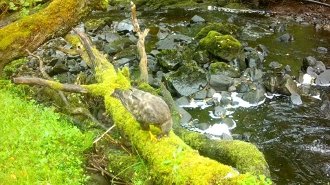 Common Buzzard Stripping &amp; Eating Frog by River, Isle of Skye Stock Footage 341252950